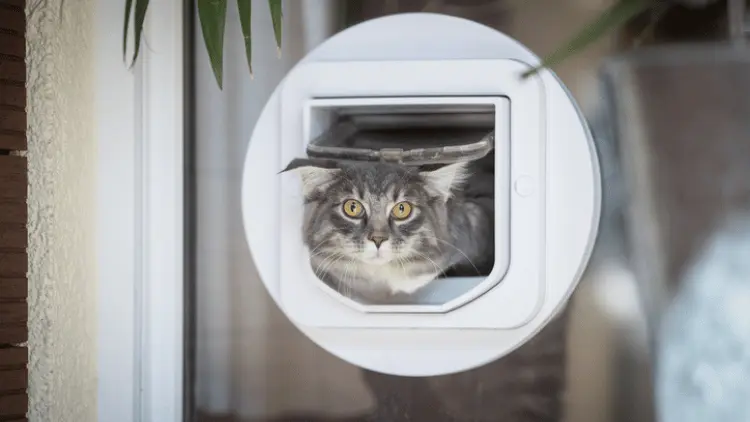 Loch im Fenster für Katzenklappe